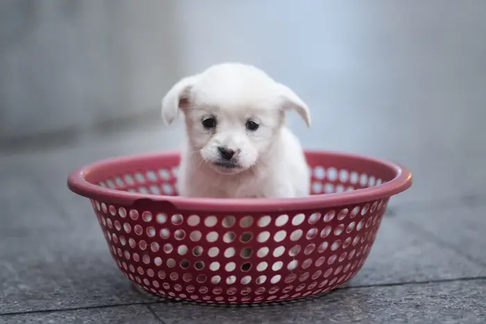 A stock photo of a white, sad-looking puppy